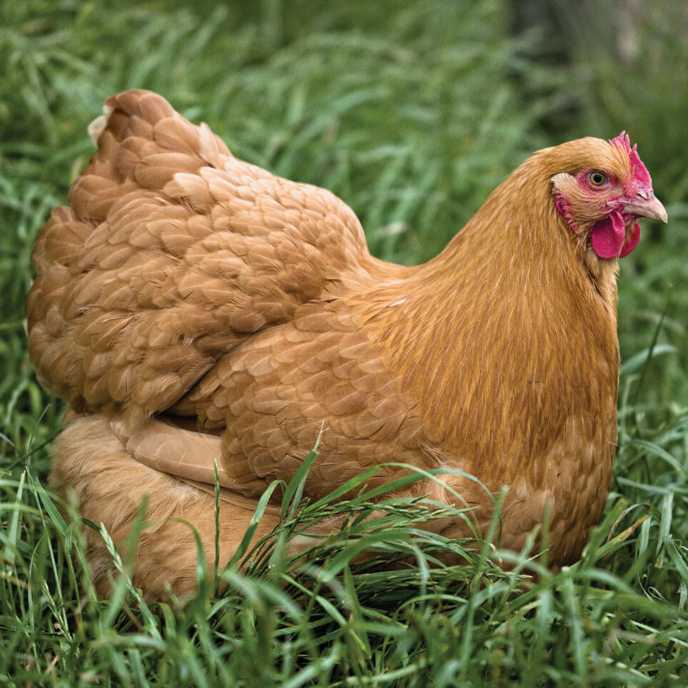 Buff Orpington Hen - CSP Countryside Greetings